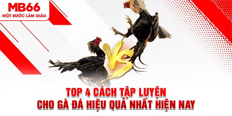 Top 4 Cách Tập Luyện Cho Gà Đá Hiệu Quả Nhất Hiện Nay